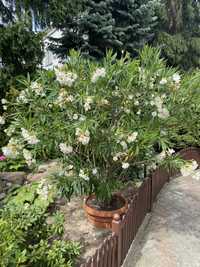 Oleander biały piekny kwiat