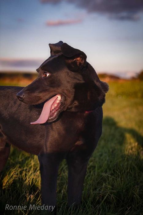 Ronnie - piękny, duży, przyjazny pies ADOPCJA