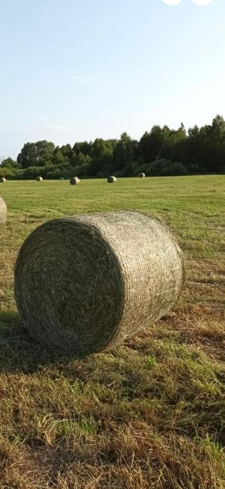 Siano w belach 120x120 , kostka, sianokiszonka