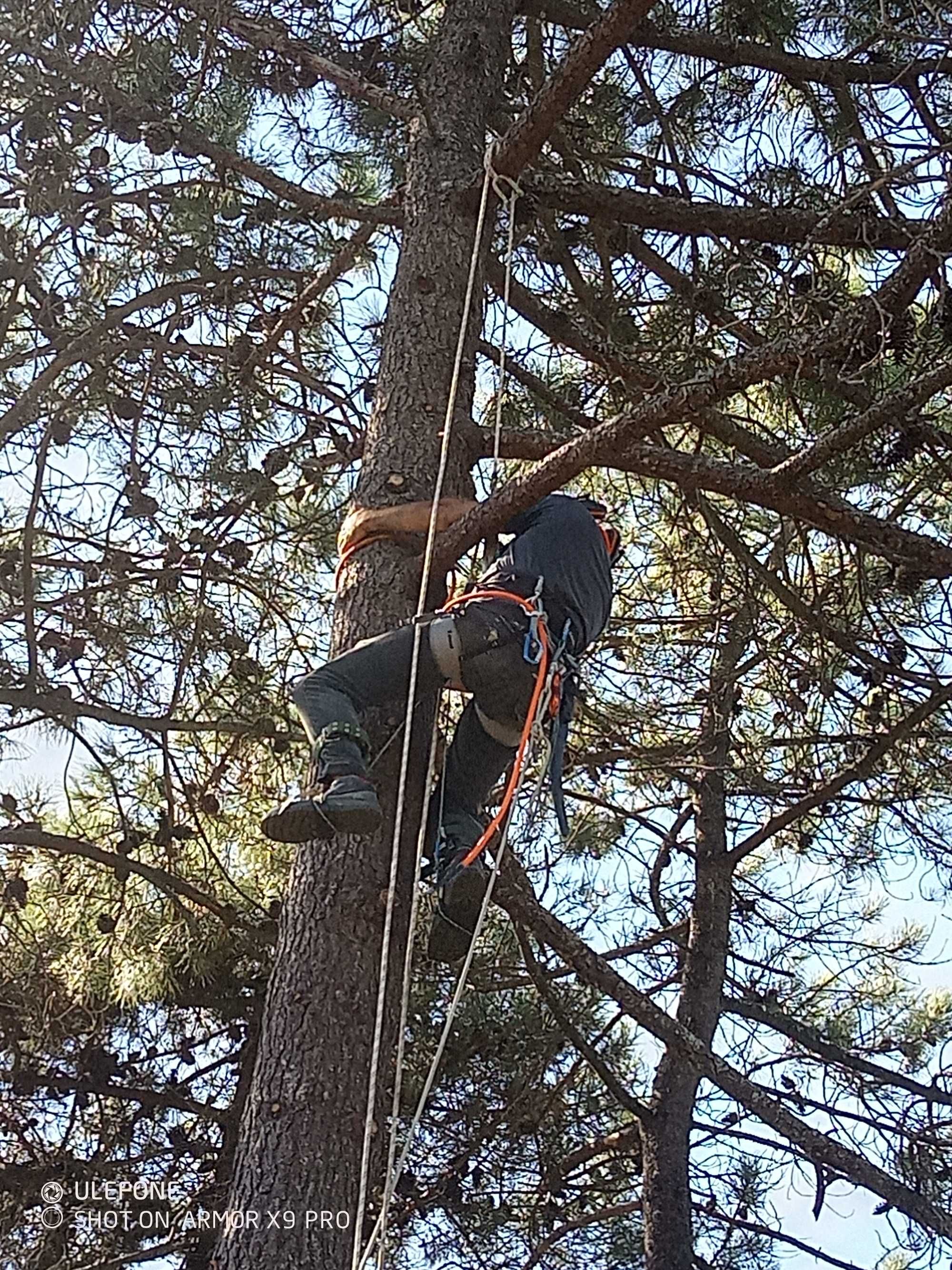 Corte / poda de árvores