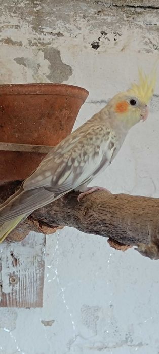 Vendo caturra nova