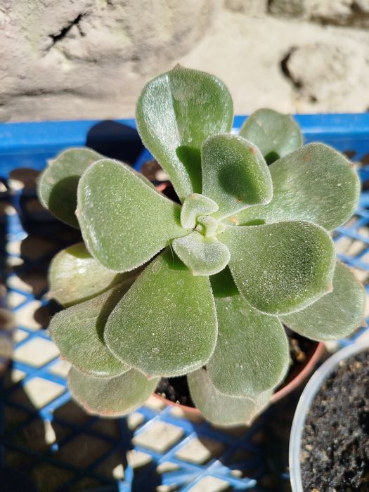 Суккуленты эхеверии алоэ декоративные крассулы