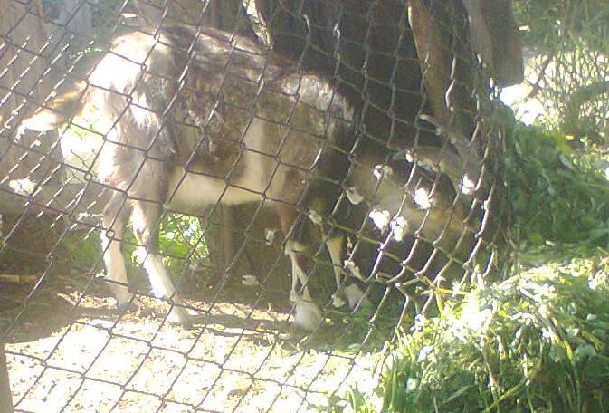 Козлик 1 рік    .