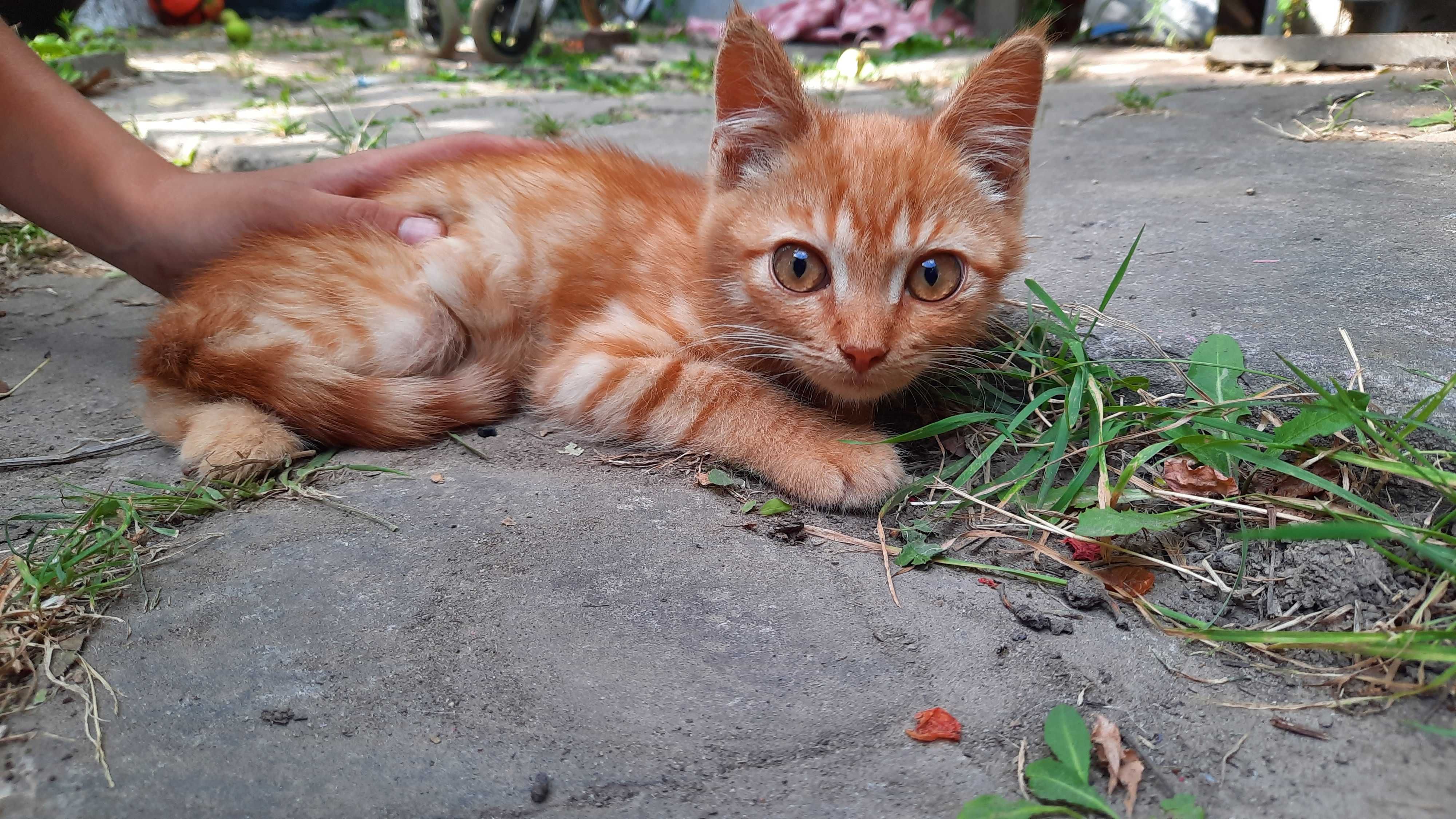 Чудові кошенята шукають родину