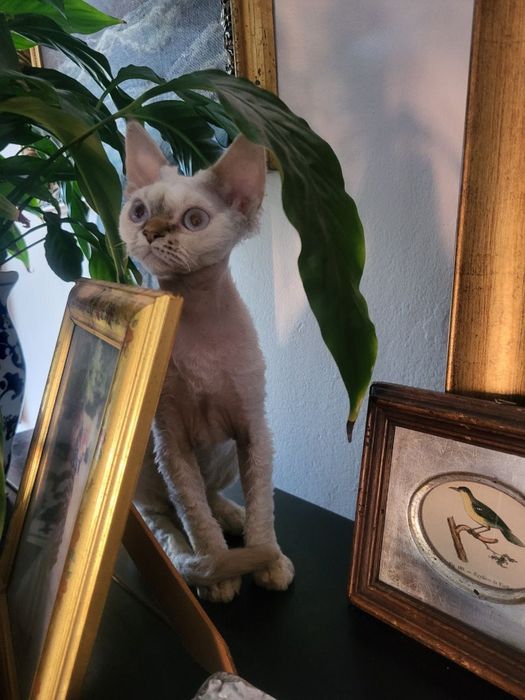 Drziewczynka Devon Rex Sopot