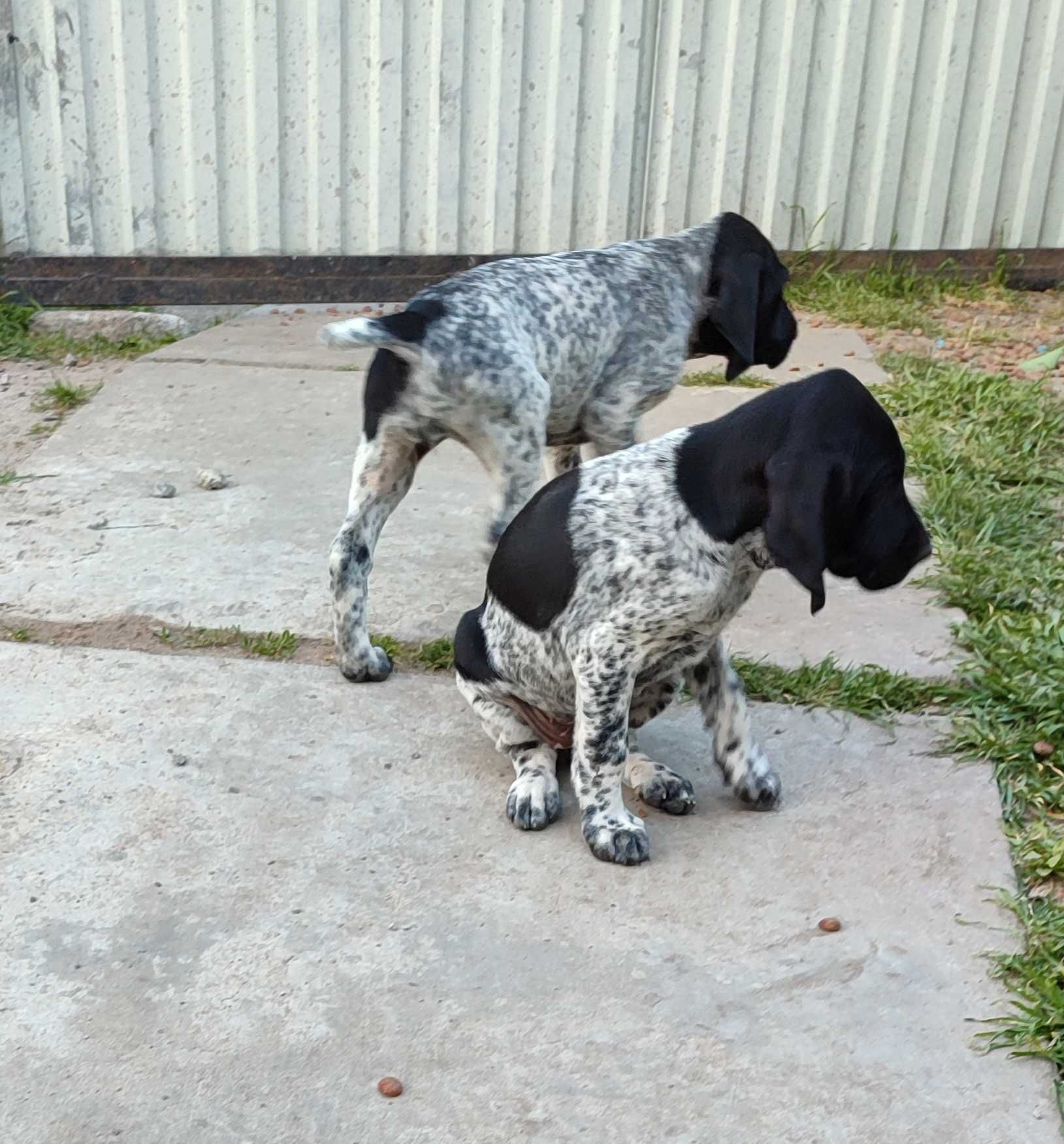 Продаються цуценята породи Курцхаар,від робочих собак.
