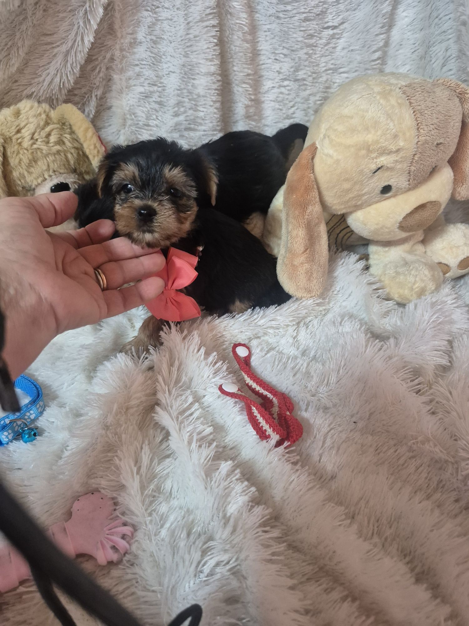Yorkshire Terrier Fêmea Criadora Registada PT 3088FL