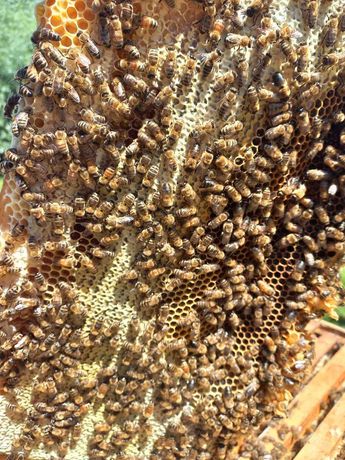 Бджолопакети, бджоли
