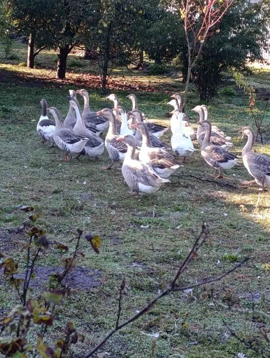 Продається домашні гуси