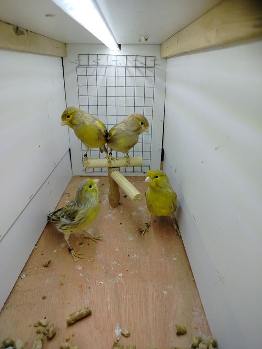 Samiczki kanarków 2025r.