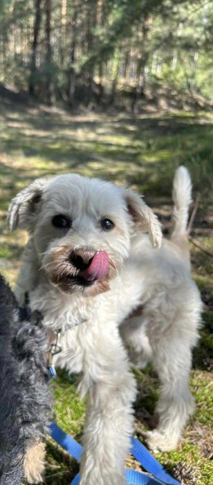 Ptyś, radosny piesek, szuka nowego domu