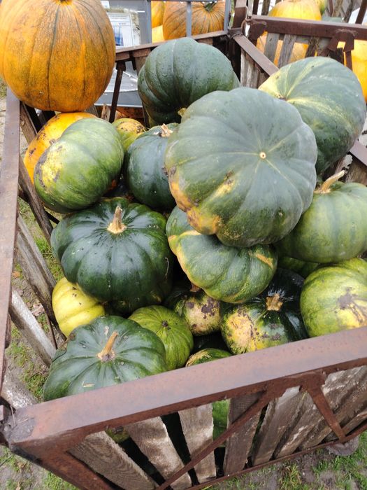 Dynia jadalna oraz ozdobna