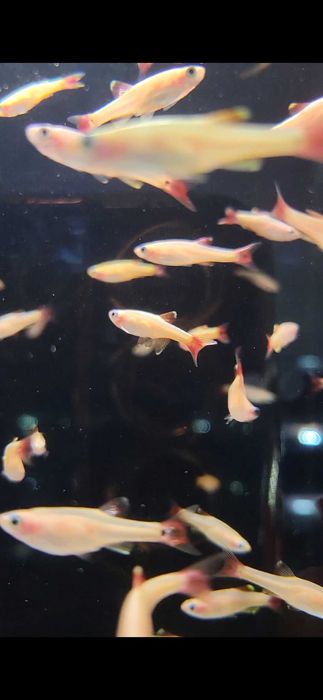 Kardynałek chiński złoty/ Sklep SKALAR