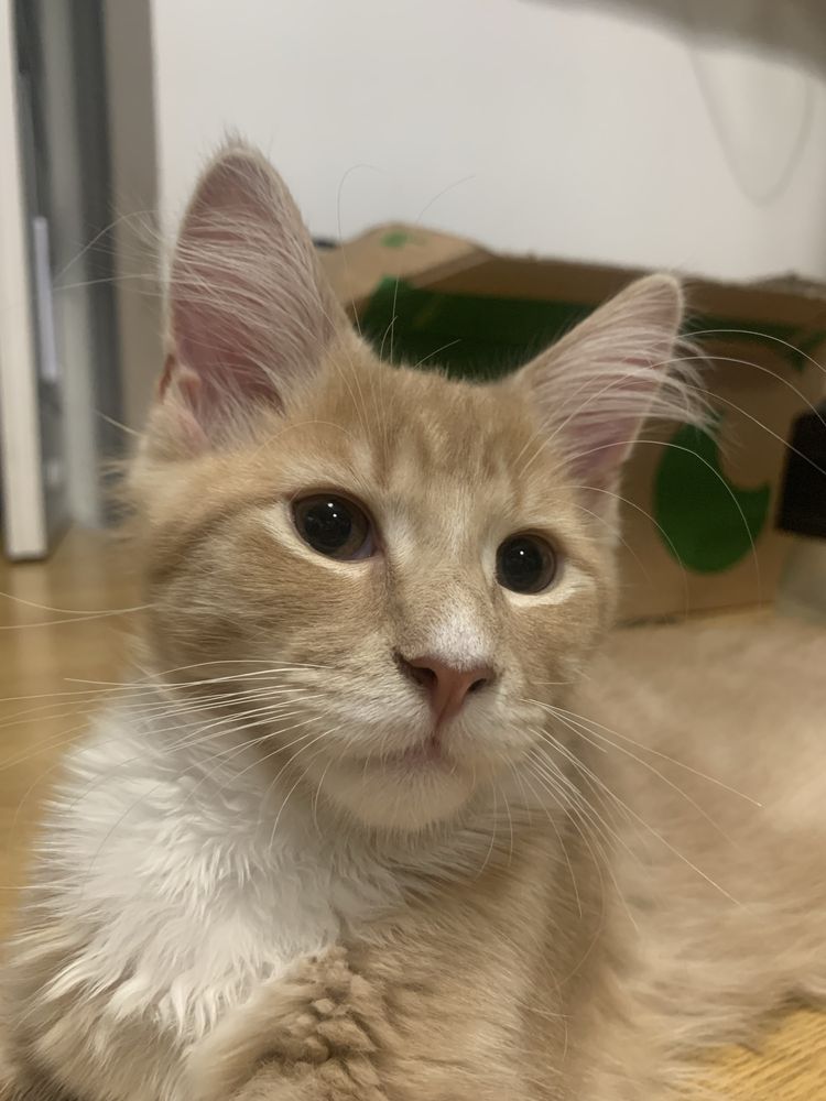Maine Coon Beżowo-Biały