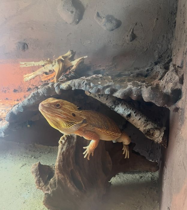 terrarium agama brodata