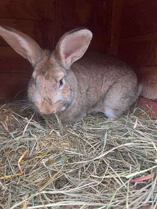 Króliki hodowlane
