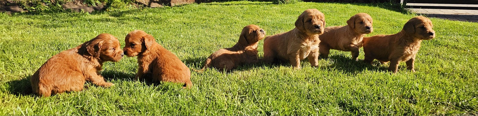 Goldendoodle f1 piesek mini i standard