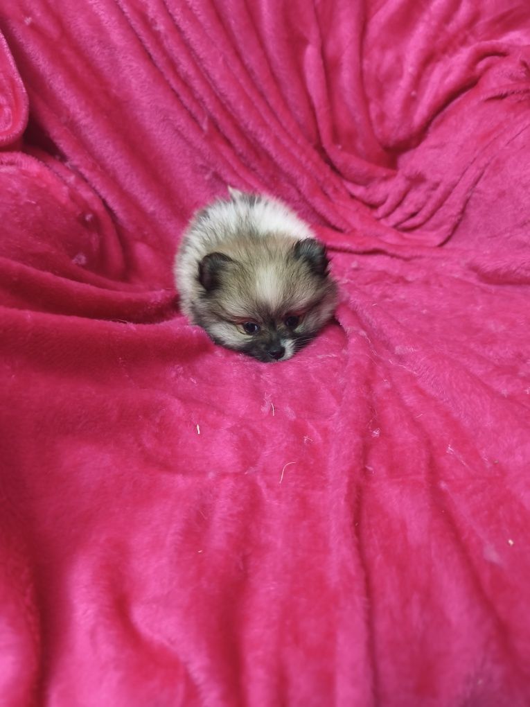 Spitz anão lulu da Pomerânia, fêmea mini