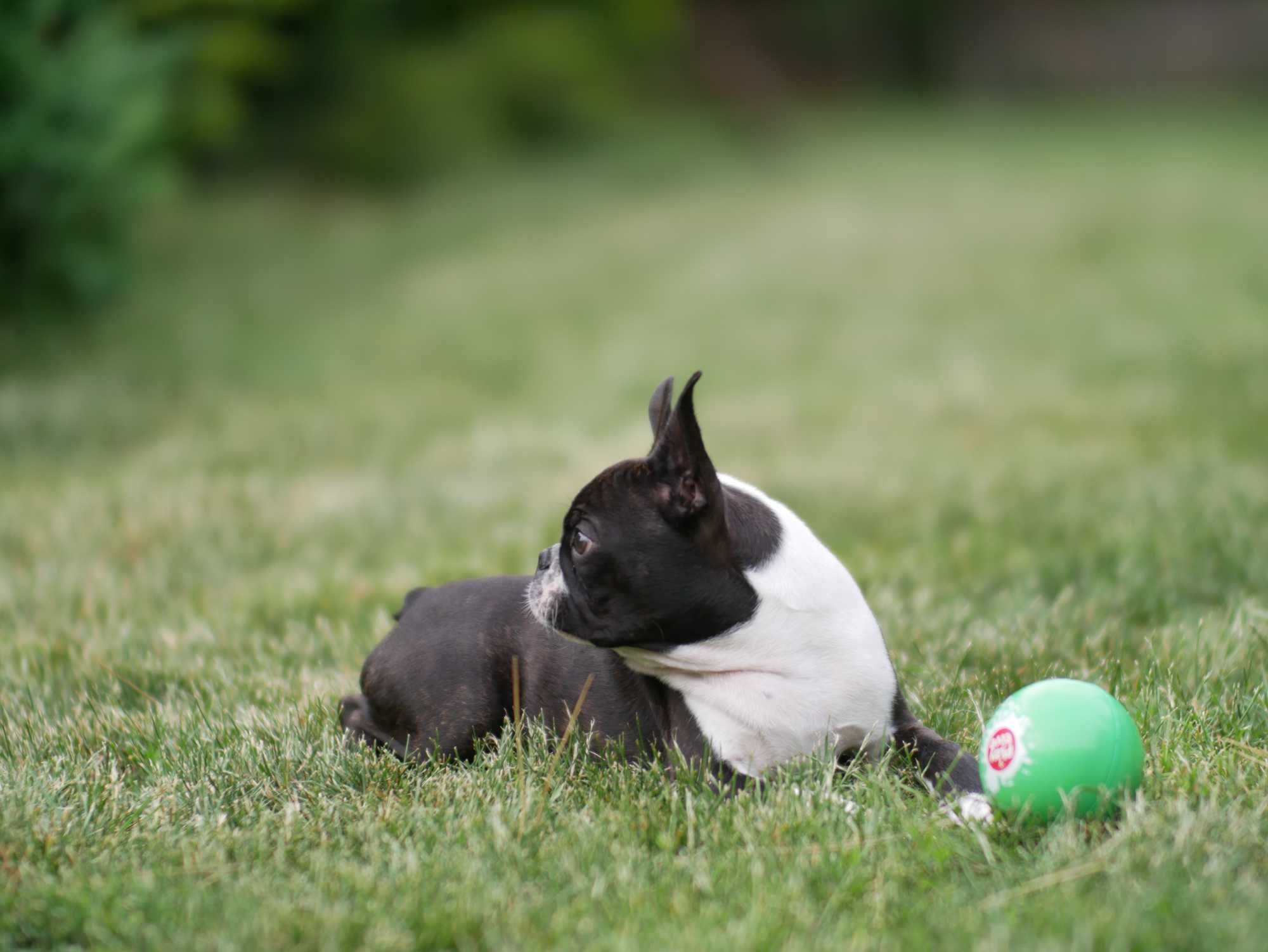 Boston terrier - czteromiesięczny chłopiec sportowiec