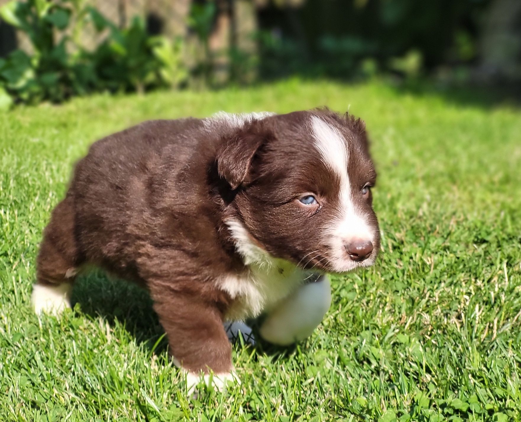 Border collie rezerwacja