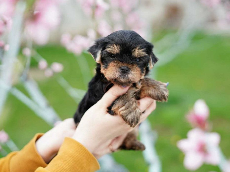 Йорк-аристократ із бездоганними манерами!