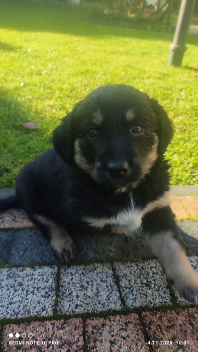 Małe pieski - oddam w dobre ręce