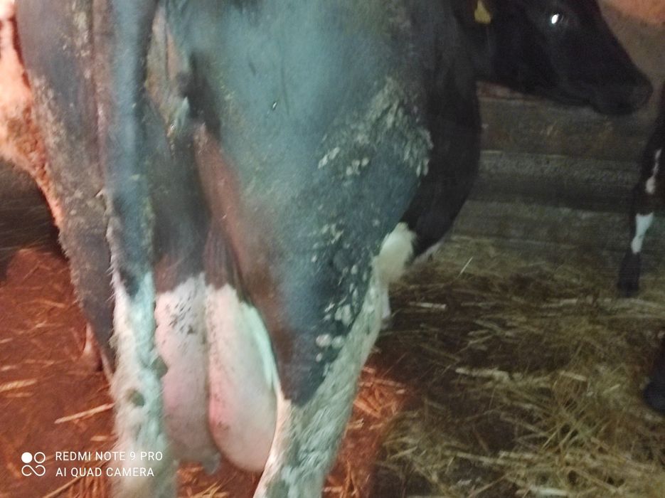 Продам корову на хозяйство