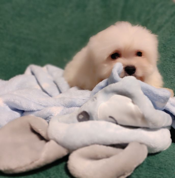 Maltipoo suczka Warszawa pudel maltańczyk