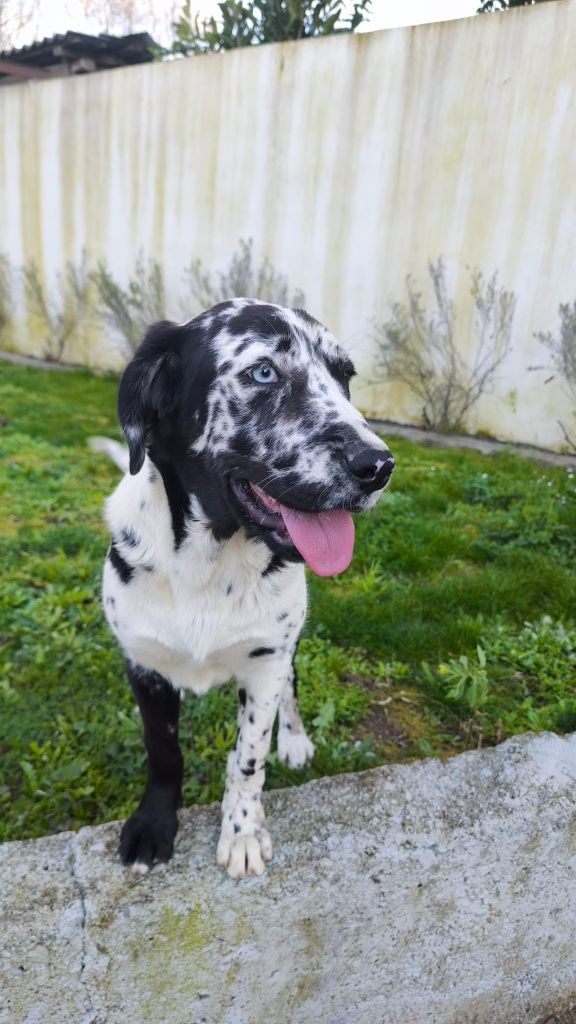 Dogue Alemão Arlequim fêmea (olho azul)