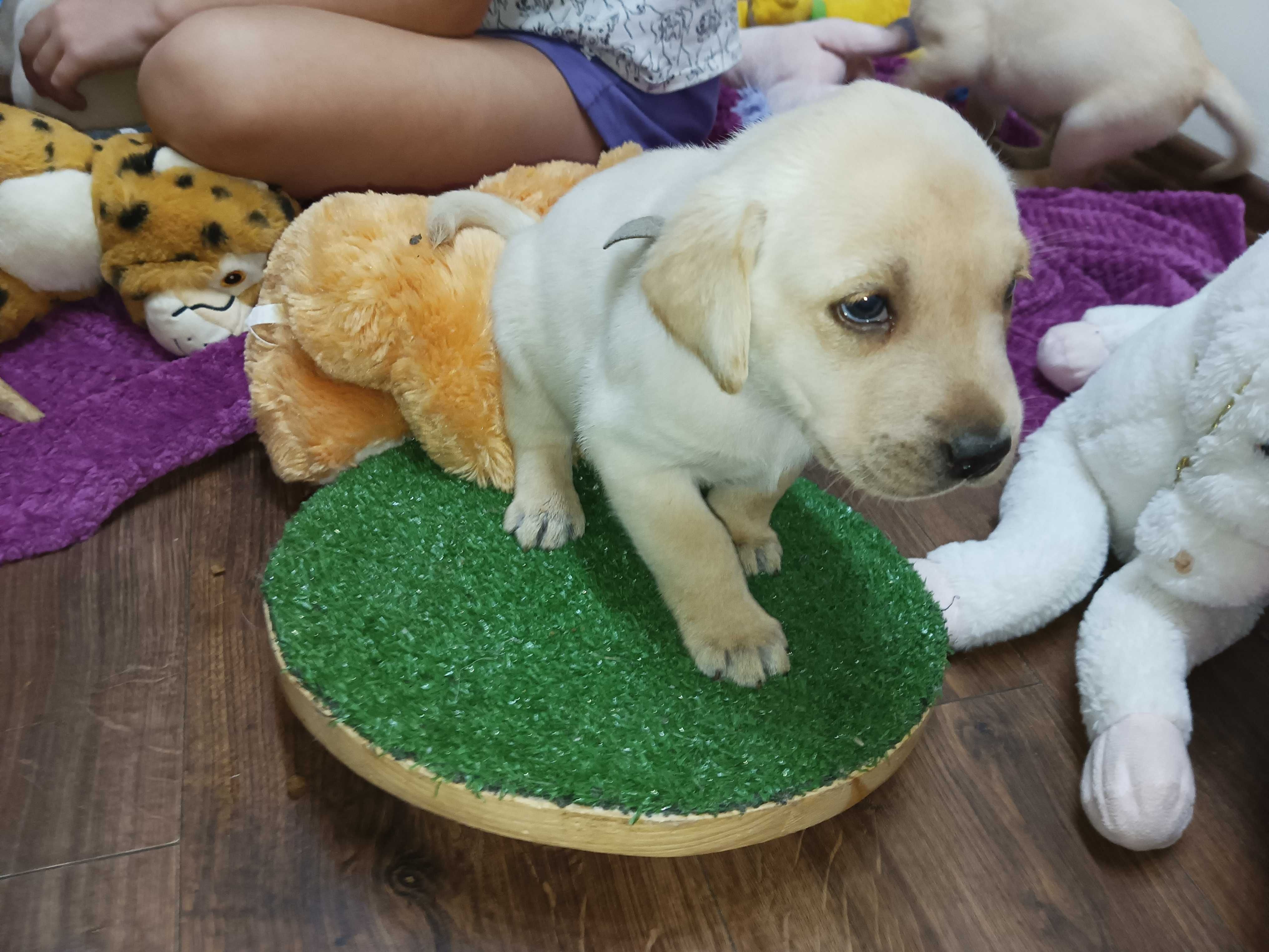 już są Labrador LABIK Retriever - badania genetyczne i RTG