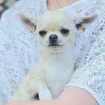 Suczka CHIHUAHUA wystawowa FCI