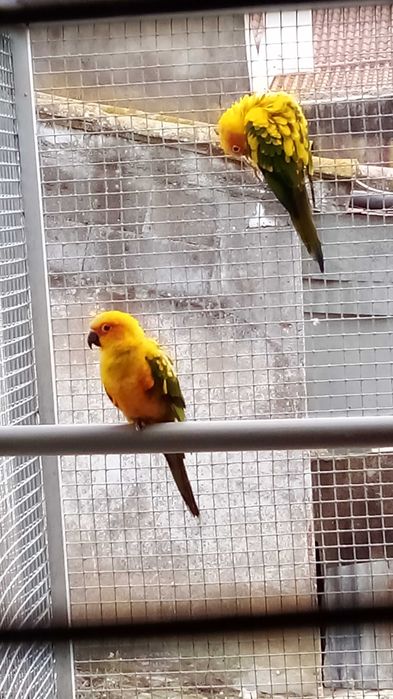 Pyrrhuras roseicollis.