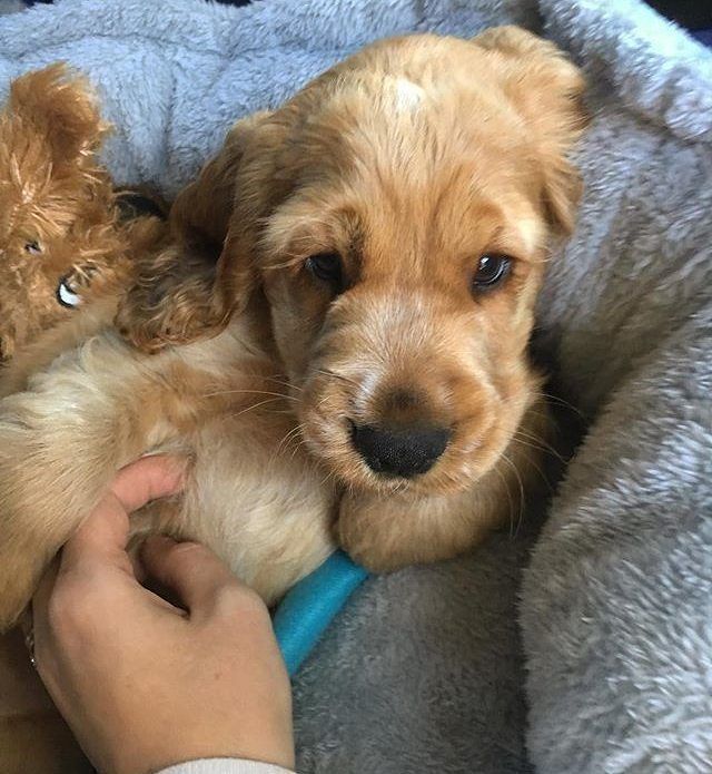 Цуценята англійського кокера вже готові до переїзду