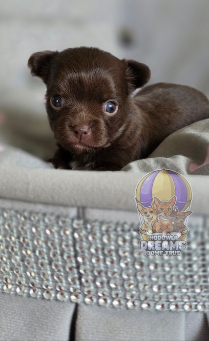 Chihuahua **Długowłosa Sunia **Do Rezerwacji