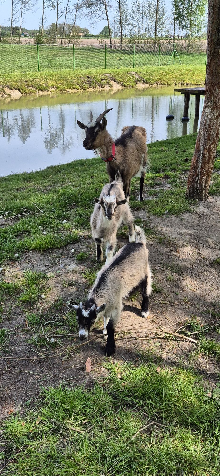 Koziołek, kozioł, koza miniaturka