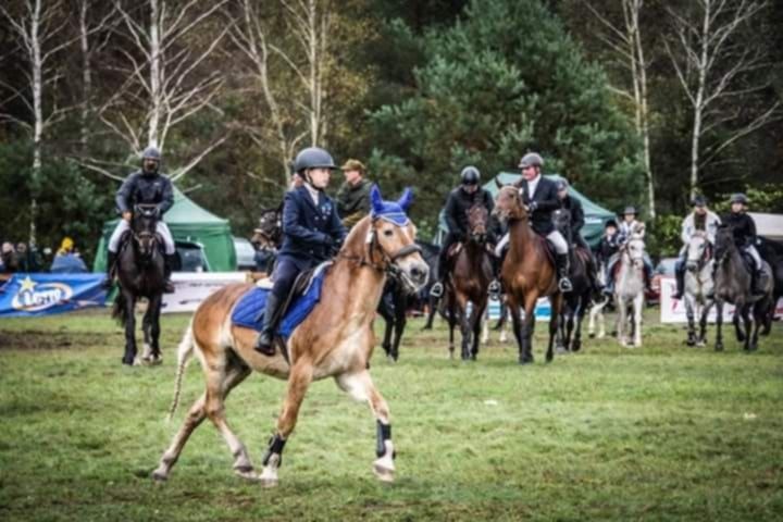 Sprzedam wałacha haflinger