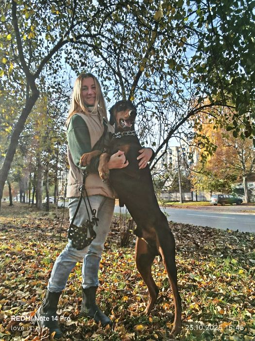 Первая вязка доберман