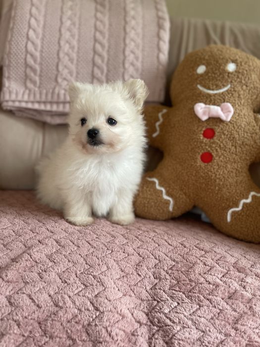 Pomapoo DO ODBIORU pies mix szpic miniaturowy pomeranian & pudel toy