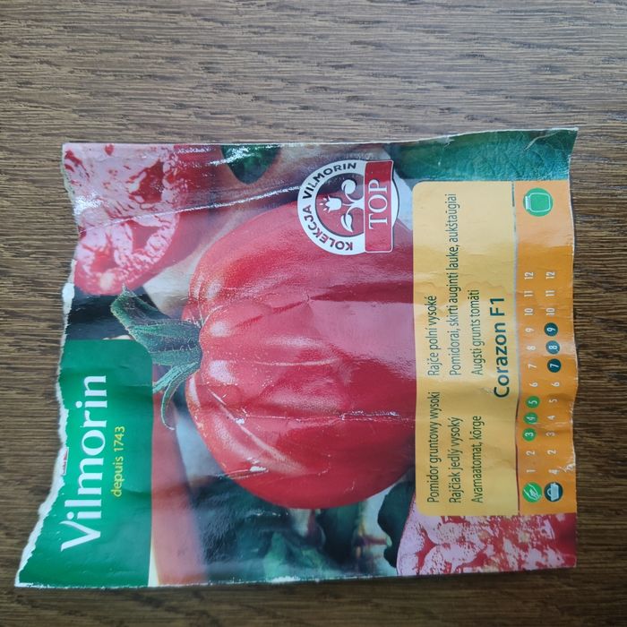 Sadzonki pomidory