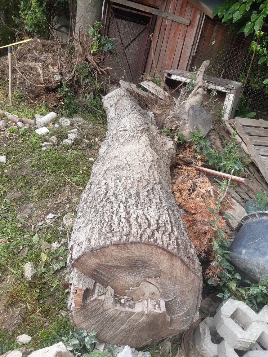 Orzech włoski  pień