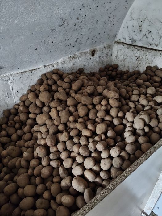 Sprzedam ziemniaki cena za kg