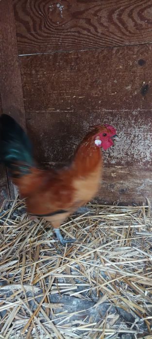 Kogut liliput różne kolory