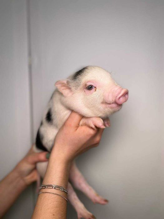 Милые мини пиги для дому, карликовые свинки очень умные