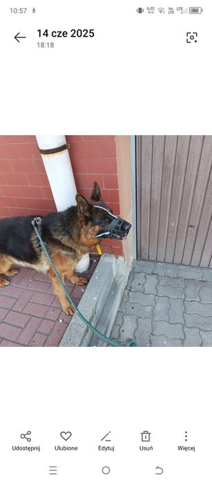 Szczeniaki szukają domow