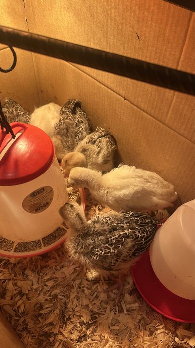 Perus caseiros P/ criacao