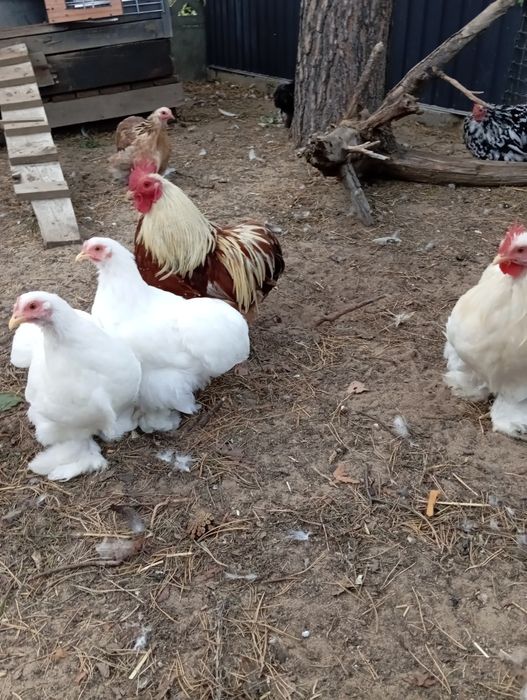 Kury różnych ras na sprzedaż