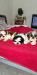Witam sprzedam Shi-Tzu