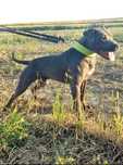 American Pit Bull Terrier, Pitbull
