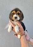 Beagle tricolor macho
