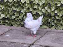 Gołąb gołębie king kingi